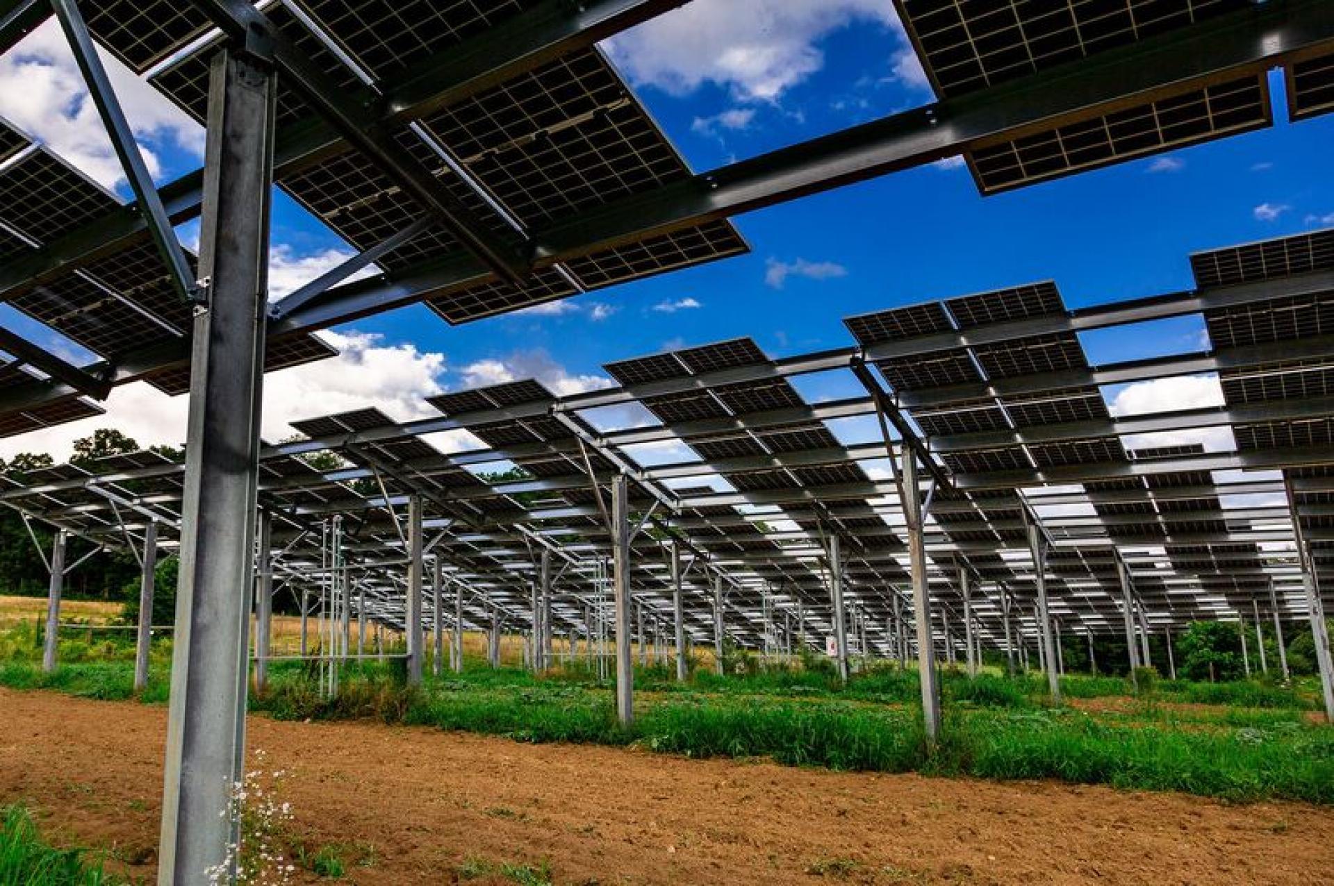 Por qué la energía Agrovoltaica es el futuro de la agricultura