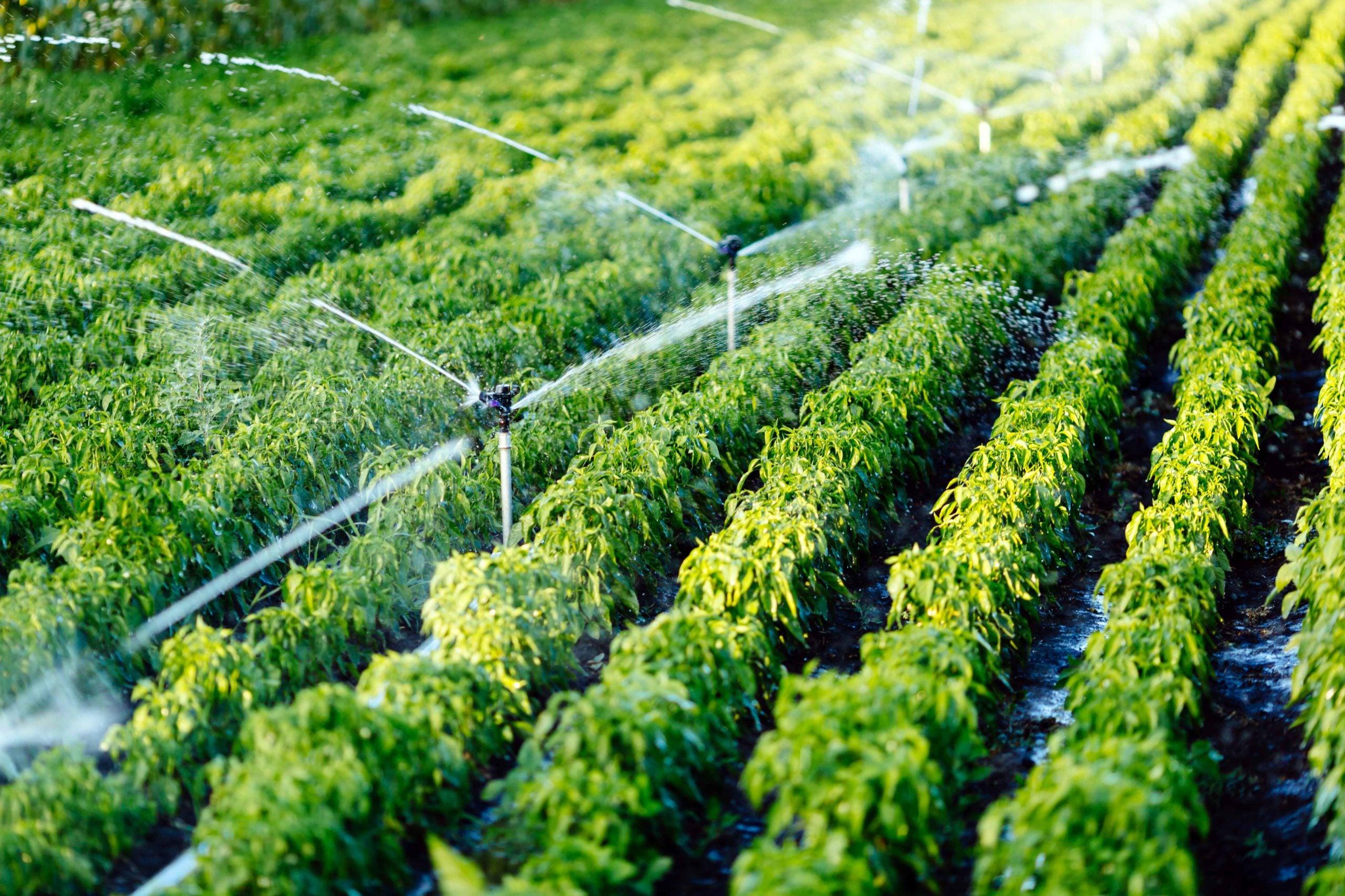 Guía Completa de Riego: Descubre el Método Ideal para tu Cultivo